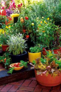 best potting mix for container vegetables